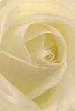 This image draws the eye into the gentle embrace of a classic cream-white rose, its spiraled petals unfolding with an almost dreamlike grace. The softly textured petals, highlighted by diffuse daylight reminiscent of a calm Belmont morning, appear weightless-each edge kissed by the faintest shadow. Moments like this evoke tranquility, as if you were wandering along Belmont's quiet lanes or sharing a peaceful gesture with someone close by. The bloom's core glows with quiet confidence, surrounded by nearly transparent outer petals that offer a sense of both delicacy and substance. You can almost imagine the subtle, sweet scent that distinguishes fresh-cut roses, bringing comfort to any space it fills. The emotional resonance is unmistakable-perfect for new beginnings, meaningful tributes, or sending sincere sympathy to neighbours in Belmont. The artistry shown in this single flower speaks to the care taken by your local florist, ensuring each bouquet delivered within the community is imbued with thoughtfulness and affection.